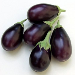 BRINJAL SMALL PURPLE